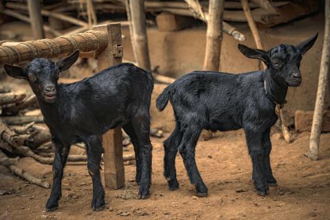 Two Black Goats
